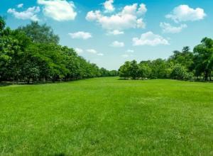 Artisan Home Interiors Green Grass